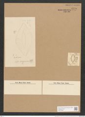 Surirella oregonica Ehr. (de-Toni-Nr.: Genus 53, Species 2324) Zeichnungen Sammlung Grunow Nr. 4770 (NHMW-BOT-W0372894)